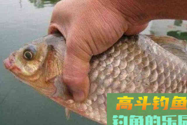 冬天冷,大板鲫就不好钓,庆幸老司机透露这3招、 冬天冷,大板鲫就不好钓,庆幸老司机透露这3招、