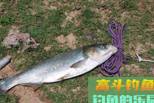 常见的四种鲢鱼钓法，有三种已经不让用了