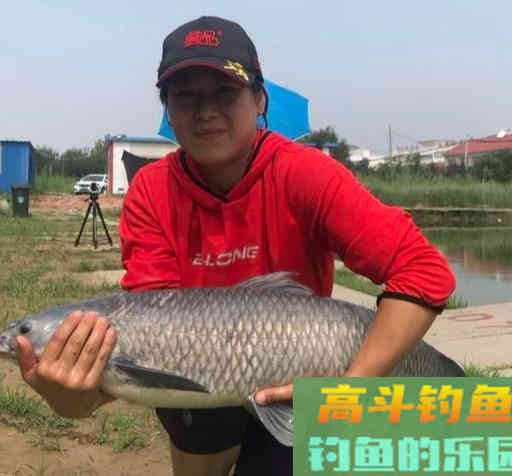 黑坑青鱼吃口为什么很轻,滑口鱼为何难钓 黑坑青鱼吃口为什么很轻,滑口鱼为何难钓