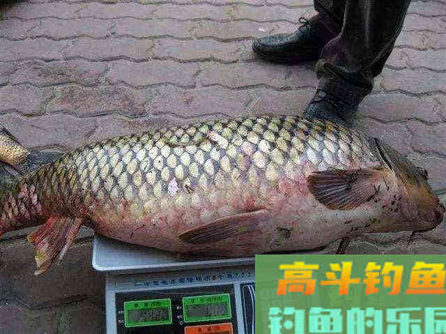 钓不到鲤鱼的原因，没有其他，其实就是以下的6点