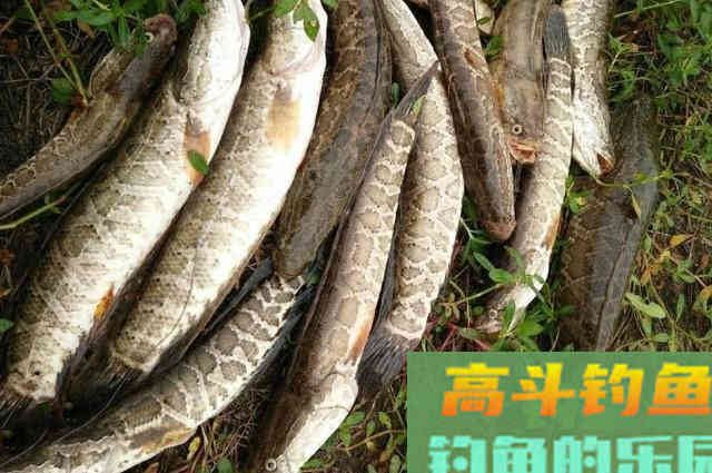 怪不得二十年老渔民都在用,如果我有这黑鱼钓法 怪不得二十年老渔民都在用,如果我有这黑鱼钓法