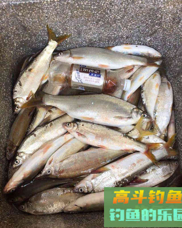 春季黄尾正狂口，各种水域都会有，攻略及钓法分享