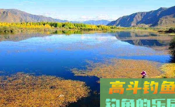秋季钓鲫鱼,注意这些变化,不愁钓不大鲫鱼 秋季钓鲫鱼,注意这些变化,不愁钓不大鲫鱼