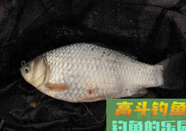 鲫鱼有哪些种类？没想到竟然有这么多种