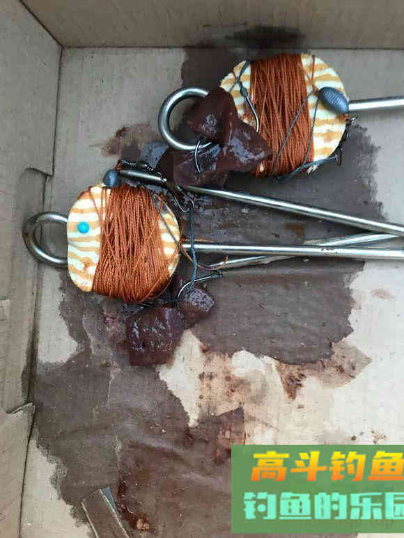 如何用猪肝钓甲鱼?运气好的时候一天能钓十几只 如何用猪肝钓甲鱼?运气好的时候一天能钓十几只