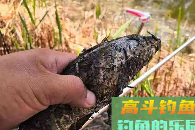 一提到黑鱼就来劲，试过这钓法的人都说好