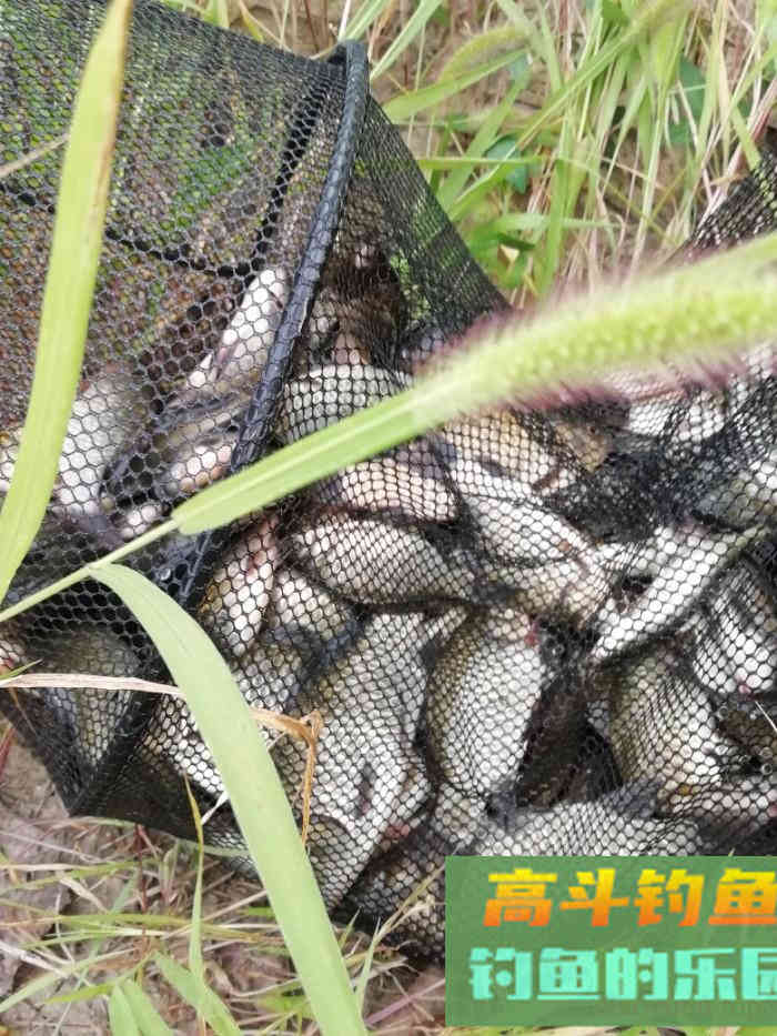 野钓策(20)小微水体野钓鲫鱼选位比对 野钓策(20)小微水体野钓鲫鱼选位比对