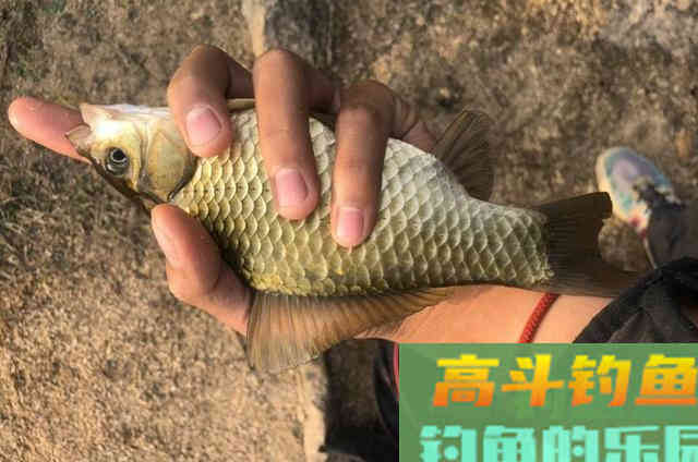 初冬钓大板鲫,多用2招,我的用钩技巧 初冬钓大板鲫,多用2招,我的用钩技巧