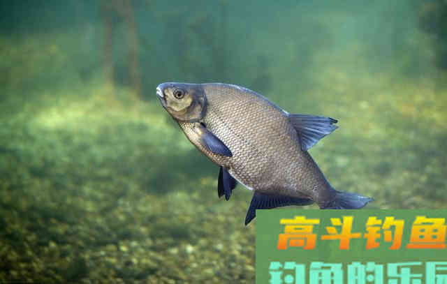夏季水库这样钓鳊鱼,鱼口根本停不下来 夏季水库这样钓鳊鱼,鱼口根本停不下来