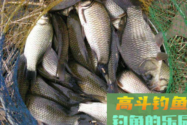 为什么说野外的鲫鱼都是滑鱼,从调漂思路上分析 为什么说野外的鲫鱼都是滑鱼,从调漂思路上分析