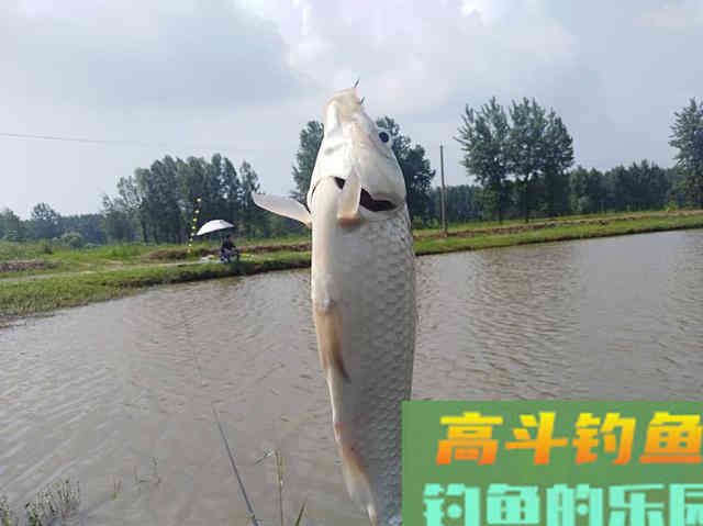 掌握这些作钓技巧，想钓大鲫鱼也没想象的那么难！