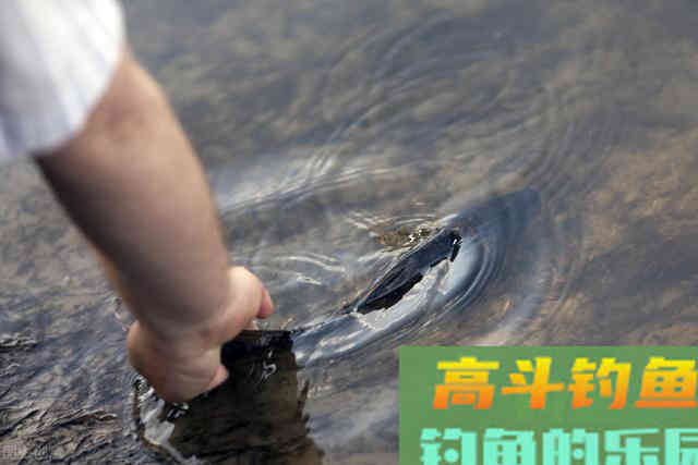 夏钓草鱼全攻略,看懂弄明白,想钓草鱼就是这么简单 夏钓草鱼全攻略,看懂弄明白,想钓草鱼就是这么简单