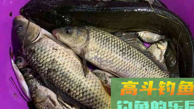 冬钓鲤鱼,这样选钓点,开制窝料、饵料,试试看 冬钓鲤鱼,这样选钓点,开制窝料、饵料,试试看