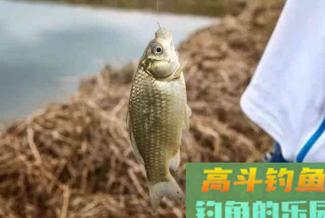 秋季钓鲫鱼,选钓时钓位和窝料搭配原则 秋季钓鲫鱼,选钓时钓位和窝料搭配原则