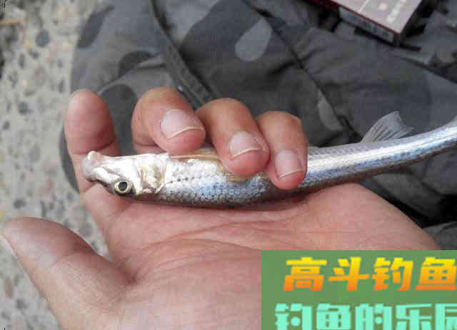 船丁子的钓法介绍，此鱼身长嘴巴小行动迅速