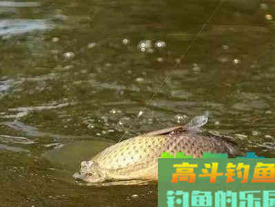 秋季钓鲤鱼的四个技巧,钓翻整个秋天 秋季钓鲤鱼的四个技巧,钓翻整个秋天