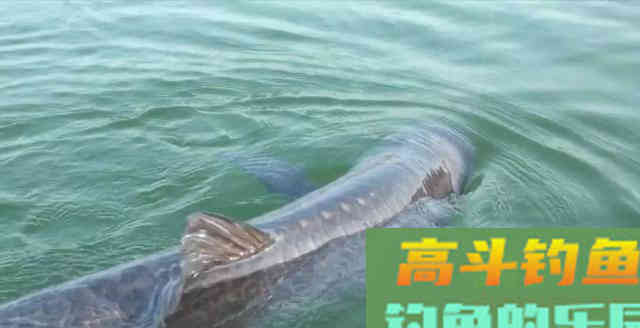 唯一一种鱼没牙齿贵的鱼，青鱼的无奈，四大家鱼中最难的一位