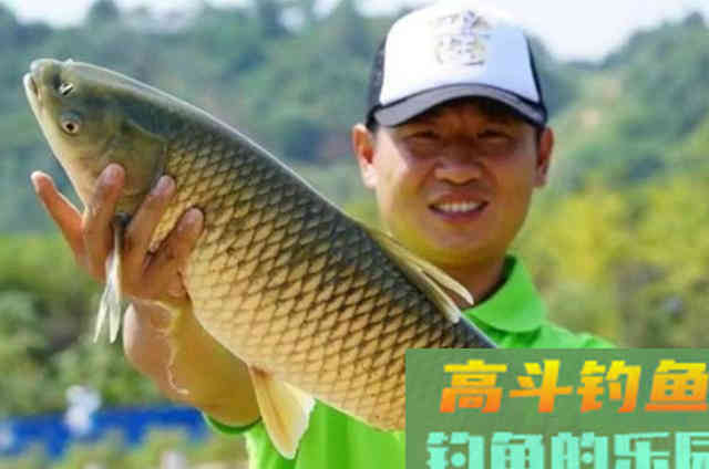 伏天一到，草鱼就不好钓？二十年老渔民用这绝招