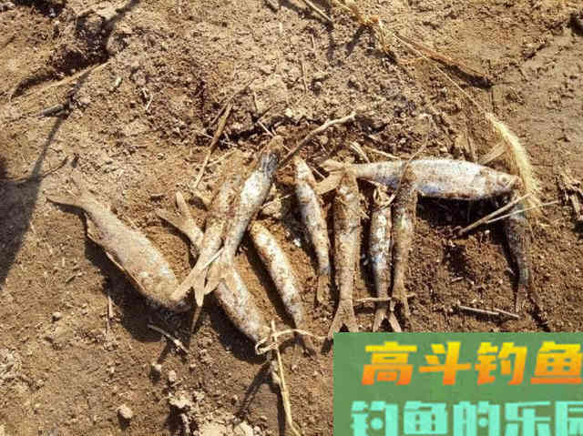 这种小翘嘴鱼长不大吗?有人叫它撅嘴鲢 这种小翘嘴鱼长不大吗?有人叫它撅嘴鲢