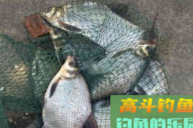 确认过眼神，秋天拥有这鳊鱼钓法最霸气