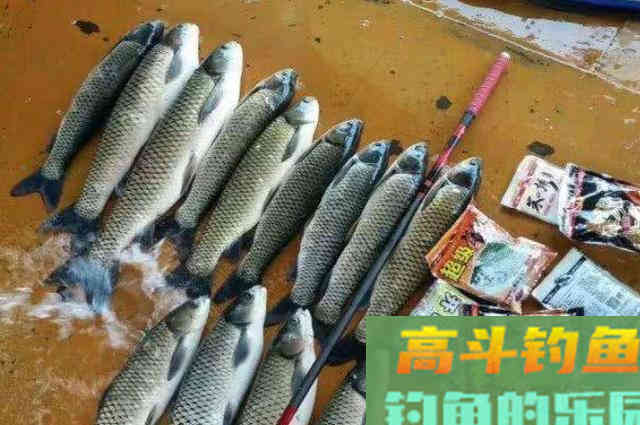 伏天一到，草鱼就不好钓？二十年老渔民用这绝招