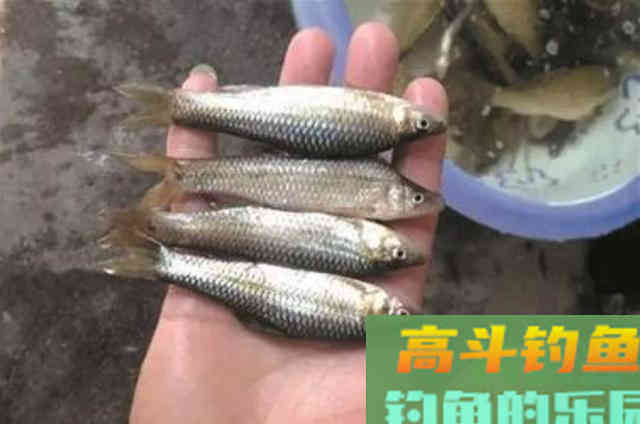 野钓黑鱼为啥不用蚯蚓饵？却选用小杂鱼的原因技巧
