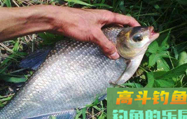 夏季不知如何钓鳊鱼,来看看这些垂钓心得 夏季不知如何钓鳊鱼,来看看这些垂钓心得