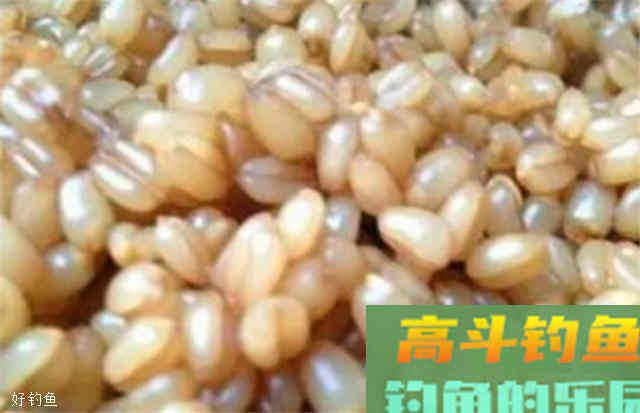 初秋钓鲫鱼的小技巧 初秋钓鲫鱼的小技巧