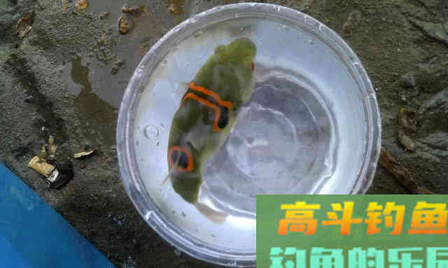 俗话说不吃河豚,不知鱼之鲜,这鱼该如何垂钓? 俗话说不吃河豚,不知鱼之鲜,这鱼该如何垂钓?