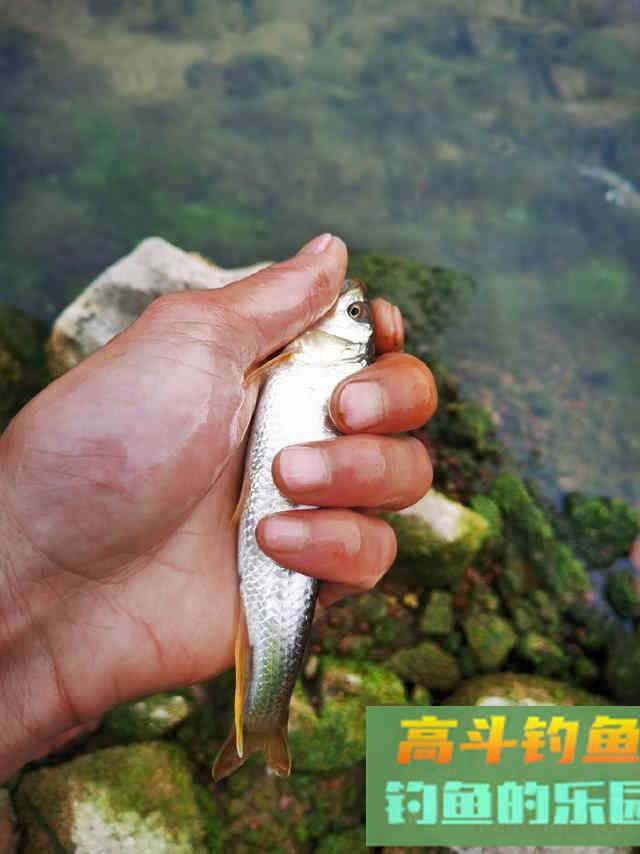 马口鱼怎么钓?比如蚂蟥钓法、苍蝇钓法、虾饵钓法等 马口鱼怎么钓?比如蚂蟥钓法、苍蝇钓法、虾饵钓法等