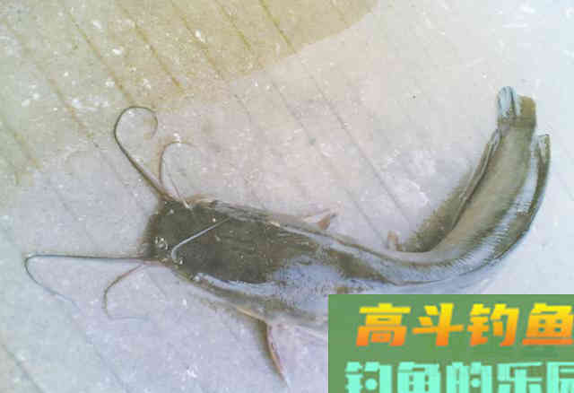 胡子鱼在广东已泛滥成灾，卖价不如白菜