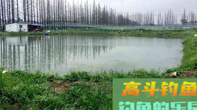 初夏，池塘野钓鲤鱼的技巧