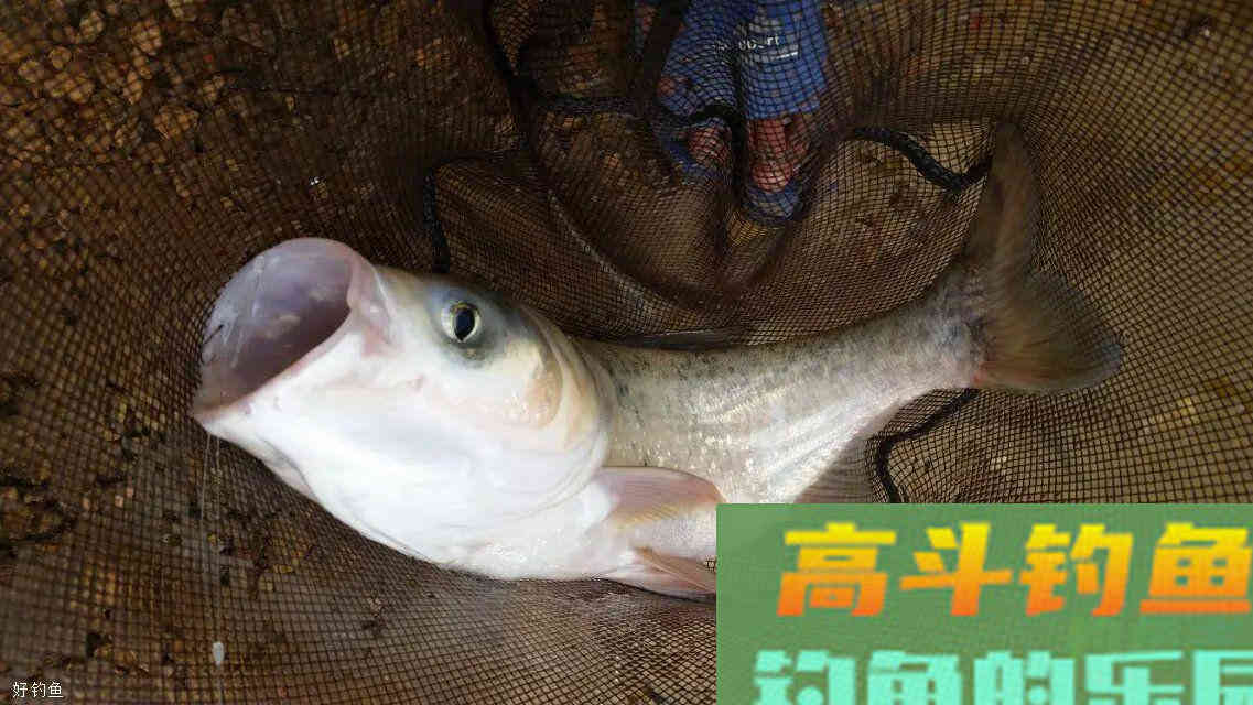 夏季钓鲢鳙，这三个技巧很关键