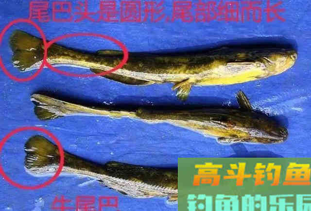 这6种鱼很容易认错，老钓手也经常犯浑