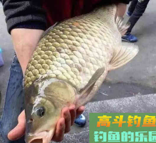 鲫鱼生长缓慢，为何有斤鲫、公斤鲫