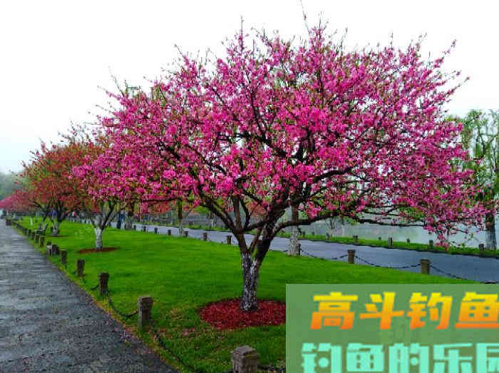 有效钓鲫鱼的3个办法，做窝补窝和调钓，和应对技巧