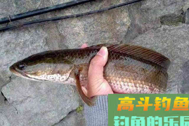 天气再热只要用好这套黑鱼钓法