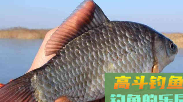都说鲫鱼经不起三逗,教你5种逗钓法 都说鲫鱼经不起三逗,教你5种逗钓法