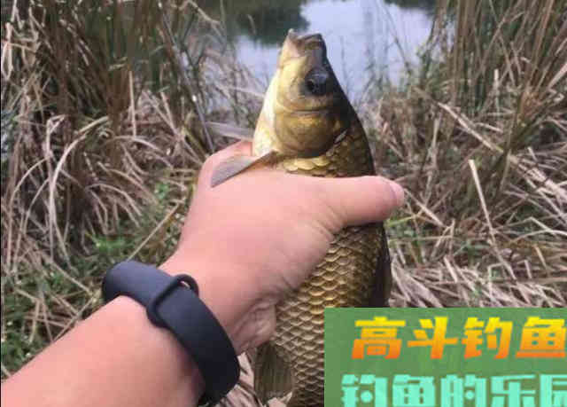 冬钓鲫鱼可直接套用的两种饵料用法 冬钓鲫鱼可直接套用的两种饵料用法