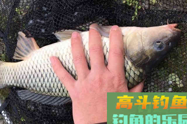 气温回升，钓鲤鱼，按我说的做，不怕鱼获不够好