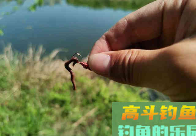 荒废藕塘垂钓鲫鱼，先找出难点再对应施钓