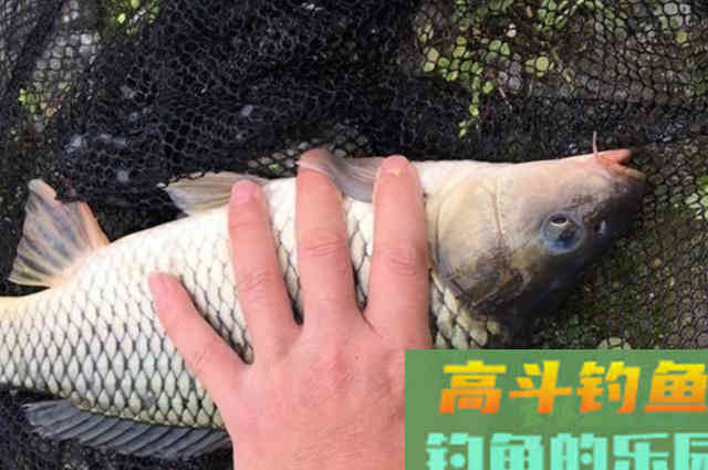 刚立春，鲤鱼就不好钓了，多亏老司机倾囊相助