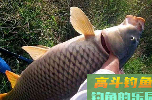 立秋前，唯独这鲤鱼钓法才够狠