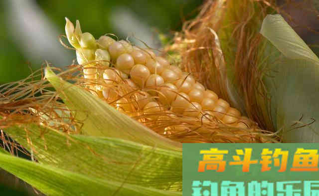 底浮钓法钓草鱼,又一神奇钓法之浮漂调钓和寻找鱼层 底浮钓法钓草鱼,又一神奇钓法之浮漂调钓和寻找鱼层