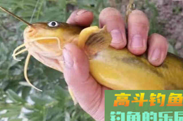 到了伏天，黄颡鱼反而更难钓？自从换用这套路，一个鱼护装不下