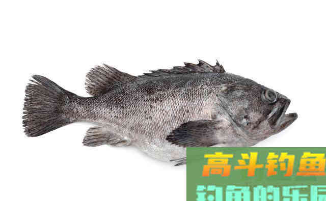罗非的由来,以及钓罗非的技巧和饵料使用 罗非的由来,以及钓罗非的技巧和饵料使用