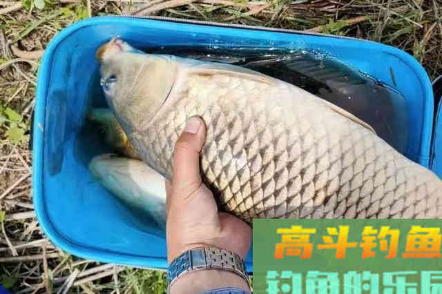 钓鲤鱼我就用这三招，上鱼率不是一般的高