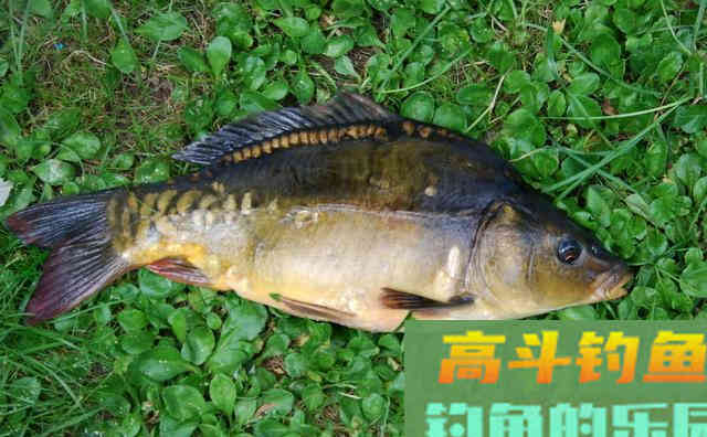 裸斑是什么鱼种?生活习性是什么,如何钓 裸斑是什么鱼种?生活习性是什么,如何钓