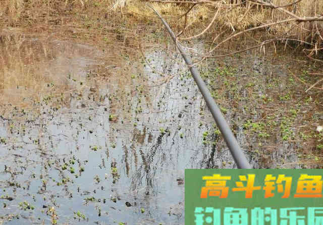 小鲫鱼连杆钓,大鲫鱼不见影?找到原因对症下药才能钓过瘾 小鲫鱼连杆钓,大鲫鱼不见影?找到原因对症下药才能钓过瘾
