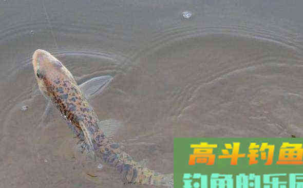 花姑娘鱼，难点在于钓法，详解野钓稀缺鱼种花鮕